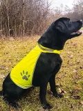 Korntex Safety Vest for Dogs